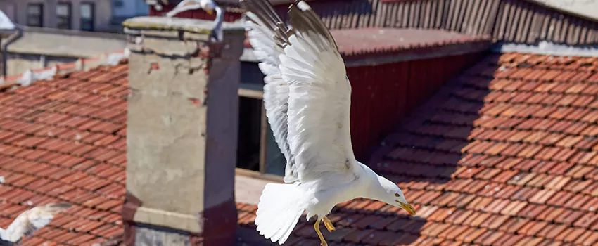 Residential Chimney Animal Removal Solution in Liberty, MO